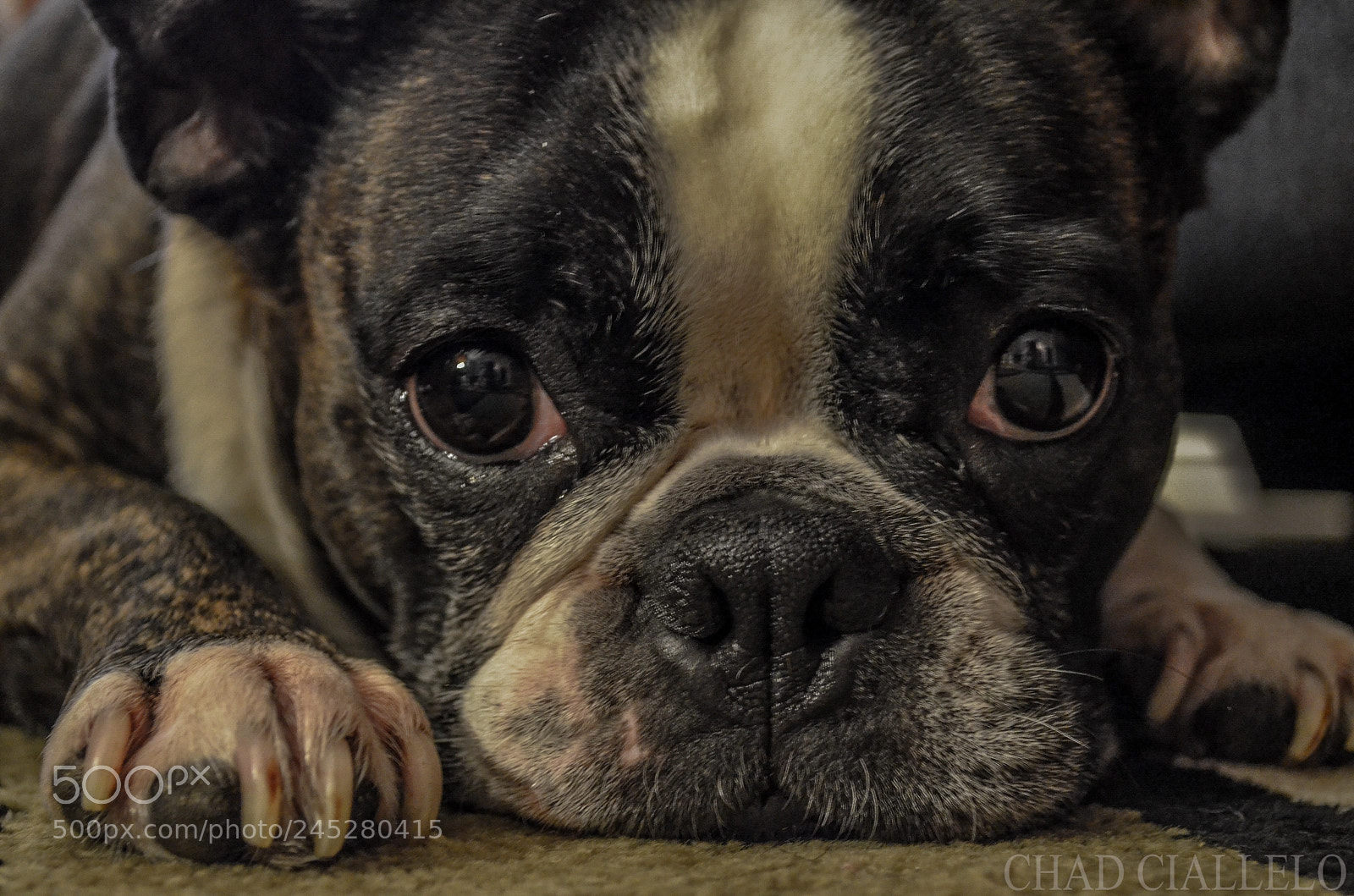 Nikon D5100 sample photo. Puppy eyes photography
