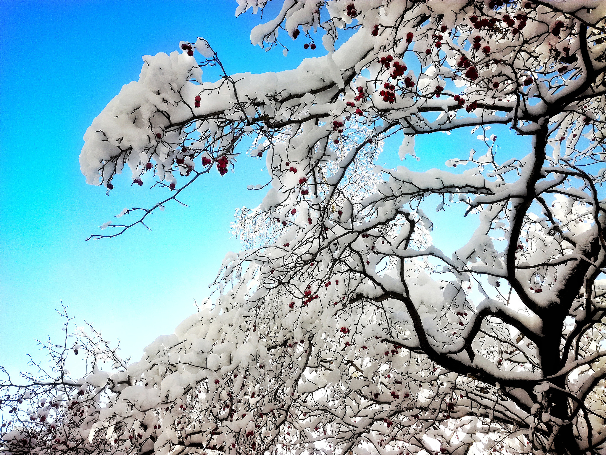HUAWEI Honor 5C sample photo
