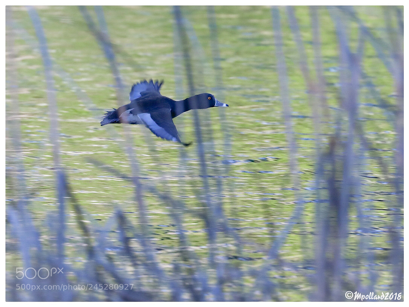 Canon EOS-1D X Mark II sample photo. Duck’n’cover photography