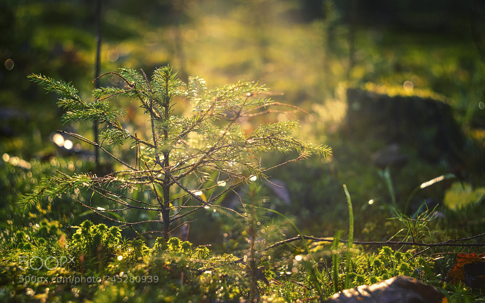 Nikon D610 sample photo. Young tree photography
