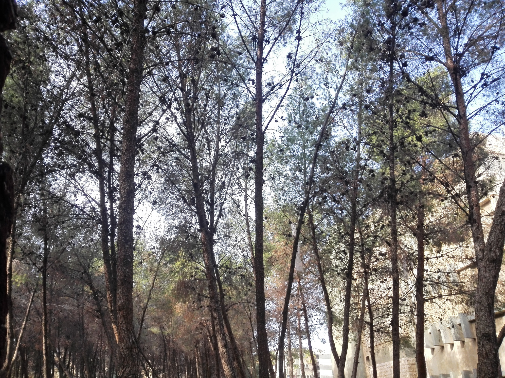 HUAWEI P7-L10 sample photo. A many of trees photography