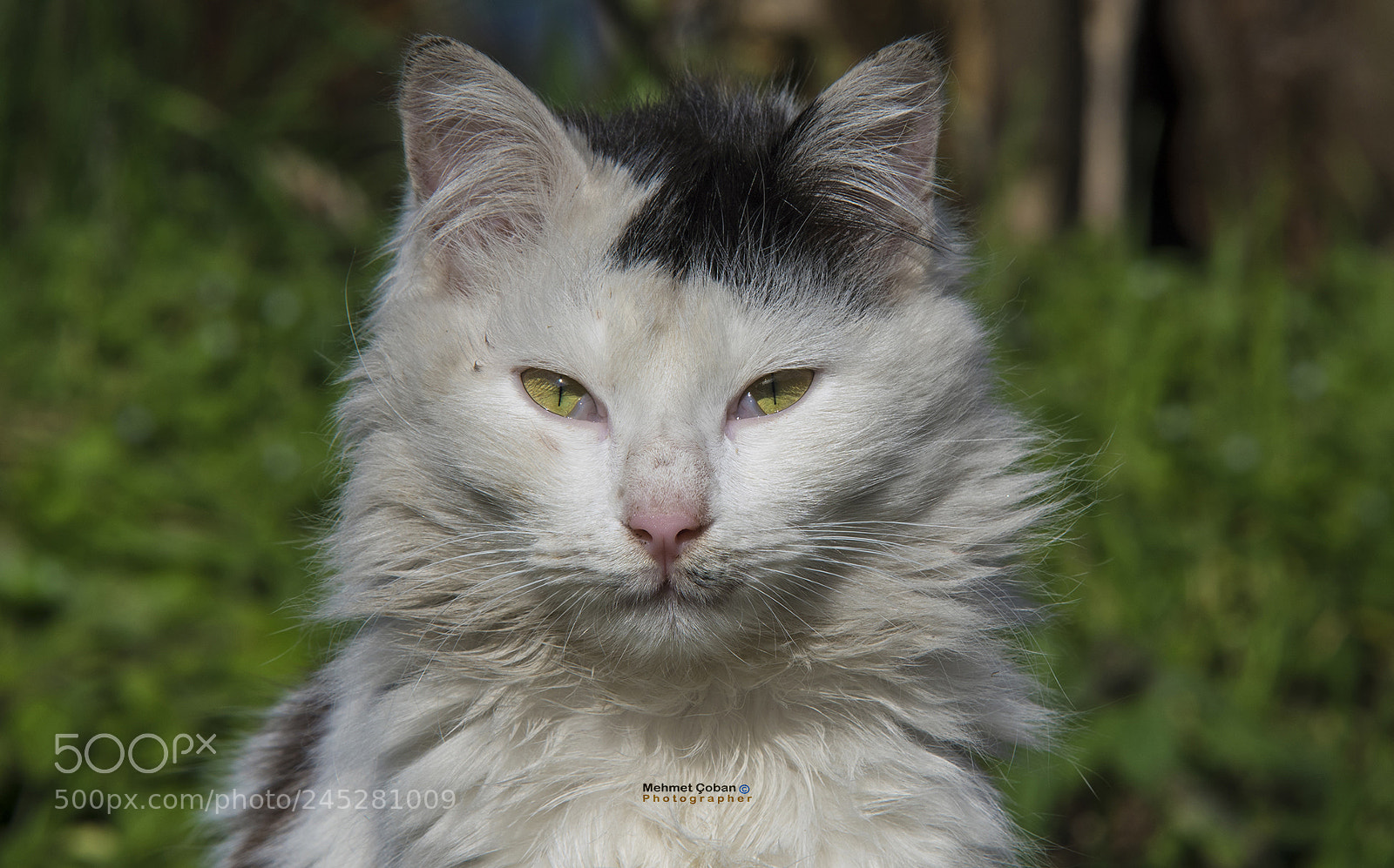 Pentax K-3 II sample photo. Cat like a wolf. photography