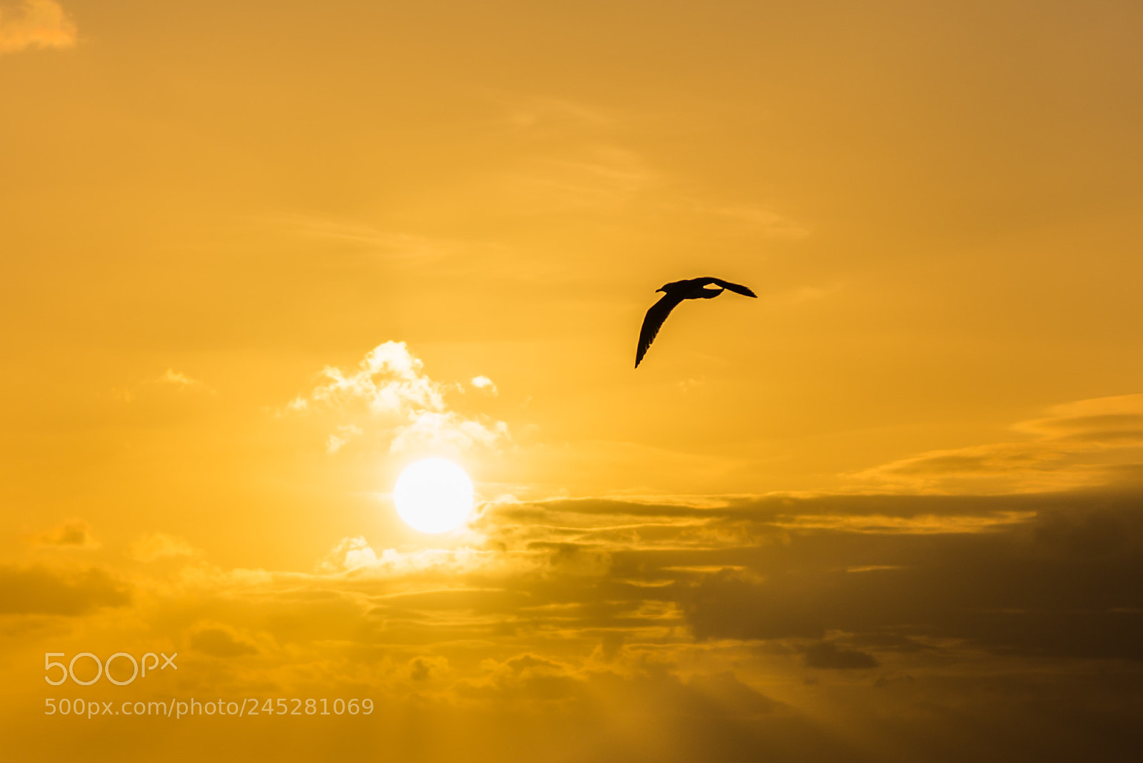 Nikon D610 sample photo. Freedom at sunset photography