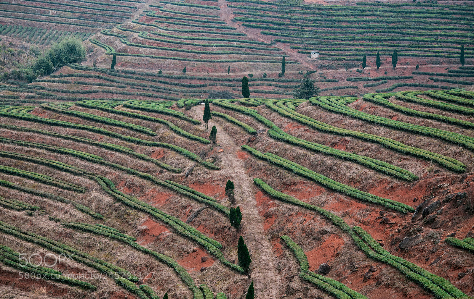 Nikon D90 sample photo. Beautiful tea mountain photography