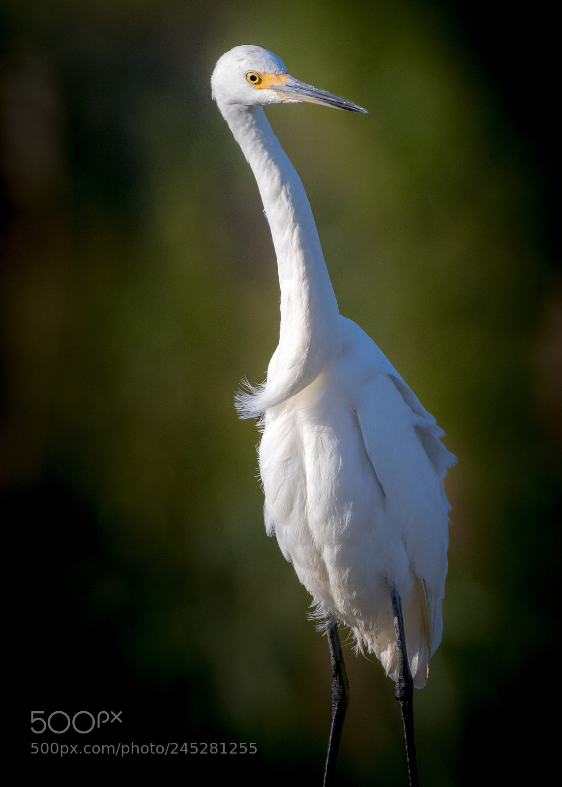 Canon EOS 7D Mark II sample photo. Great egret photography