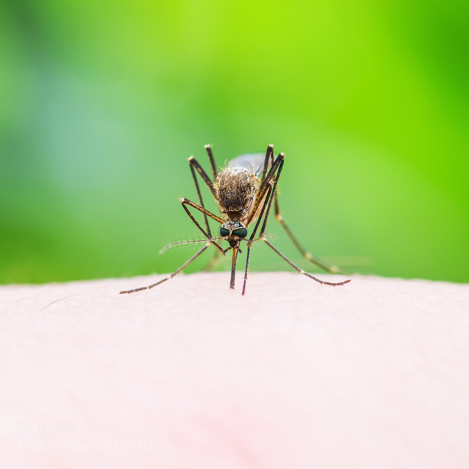 Pentax K-30 sample photo. Yellow fever, malaria or photography