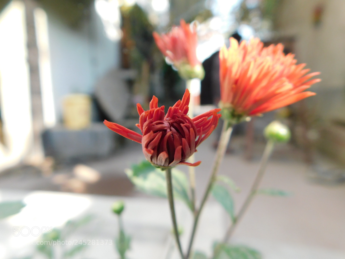 Nikon Coolpix B500 sample photo. Flowers photography