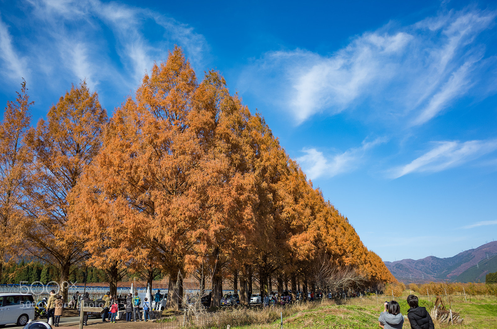 Ricoh GR II sample photo. Metasequoia street in japan photography