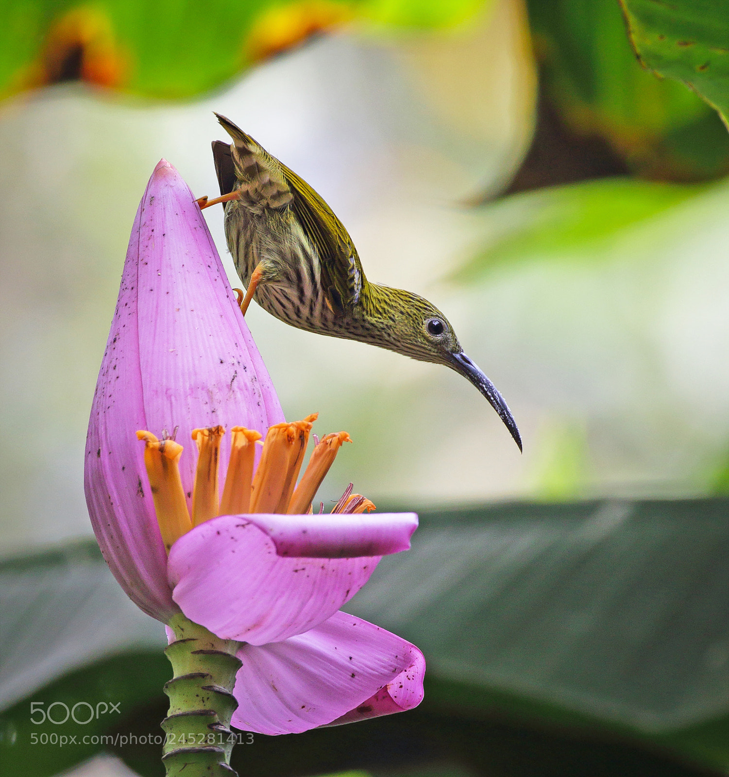 Canon EOS 7D Mark II sample photo. Streaked spiderhunter photography