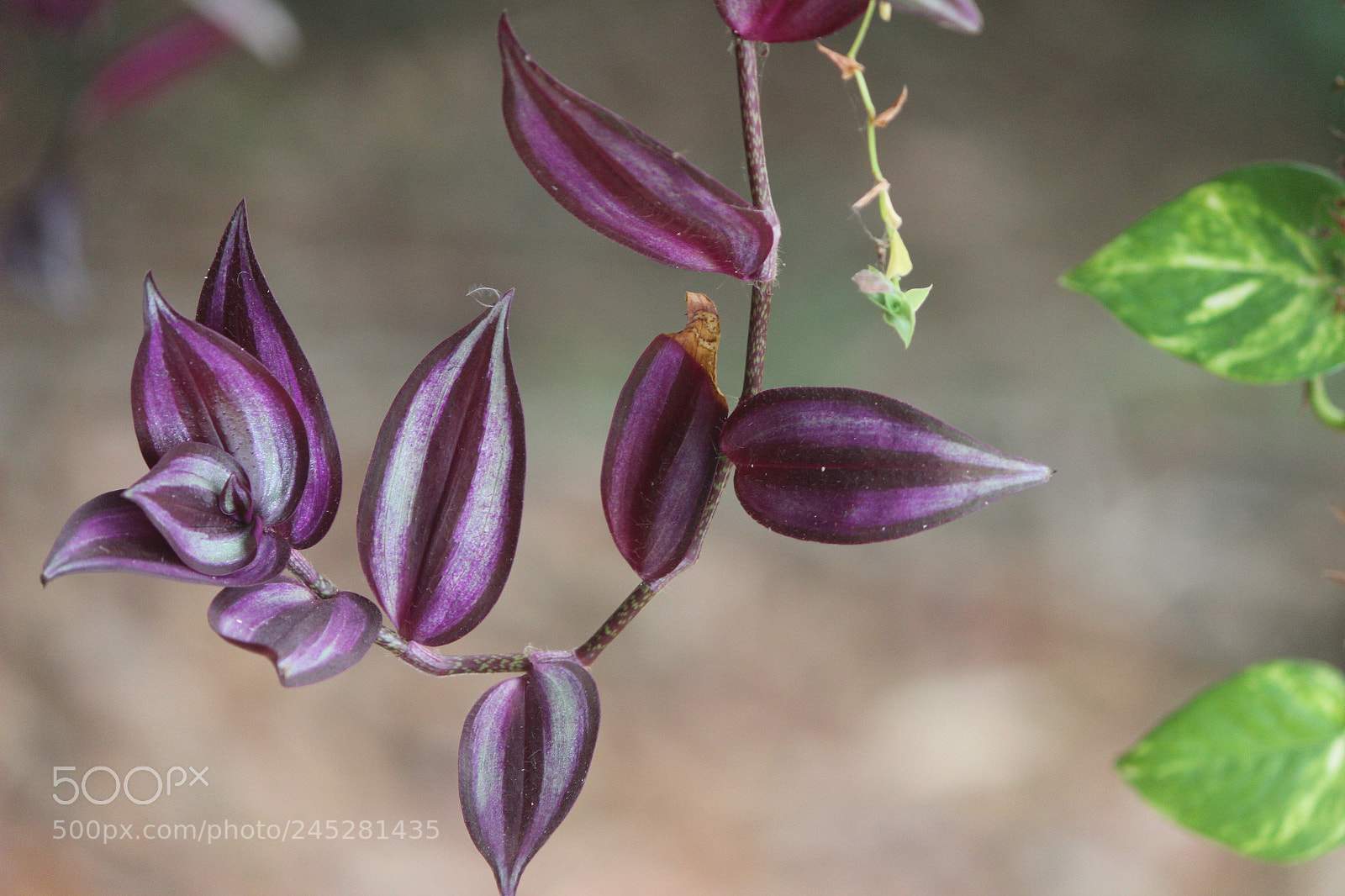 Canon EF-S 55-250mm F4-5.6 IS II sample photo. Img photography