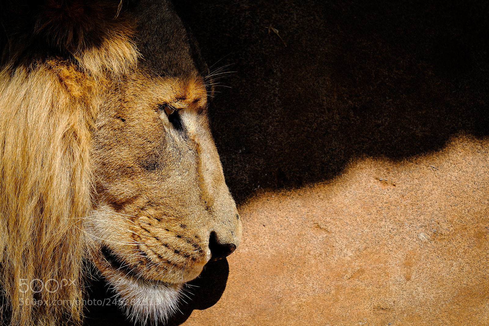 Fujifilm X-T20 sample photo. Lion shadow photography