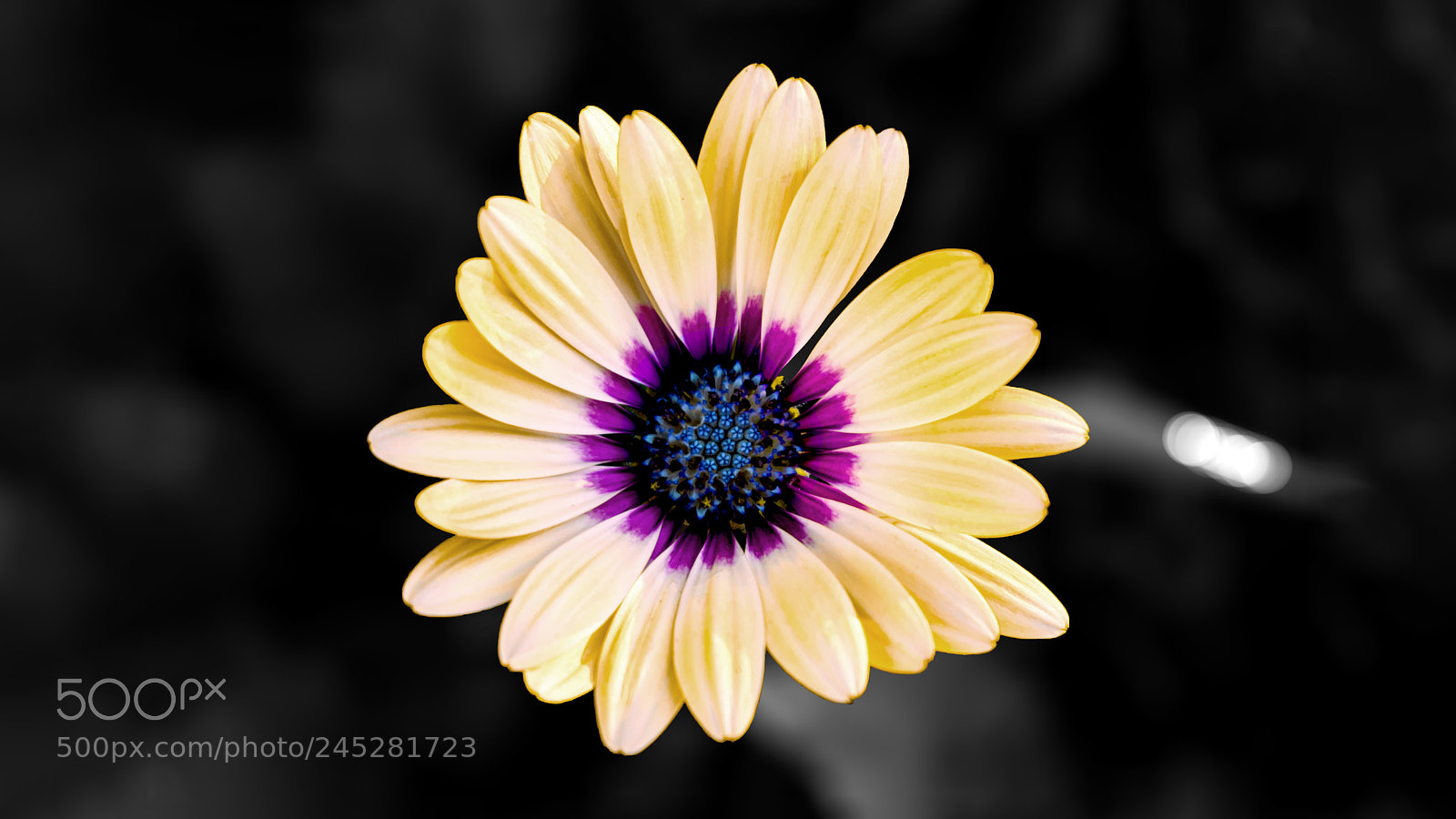 Nikon D3400 sample photo. Gerbera daisy photography