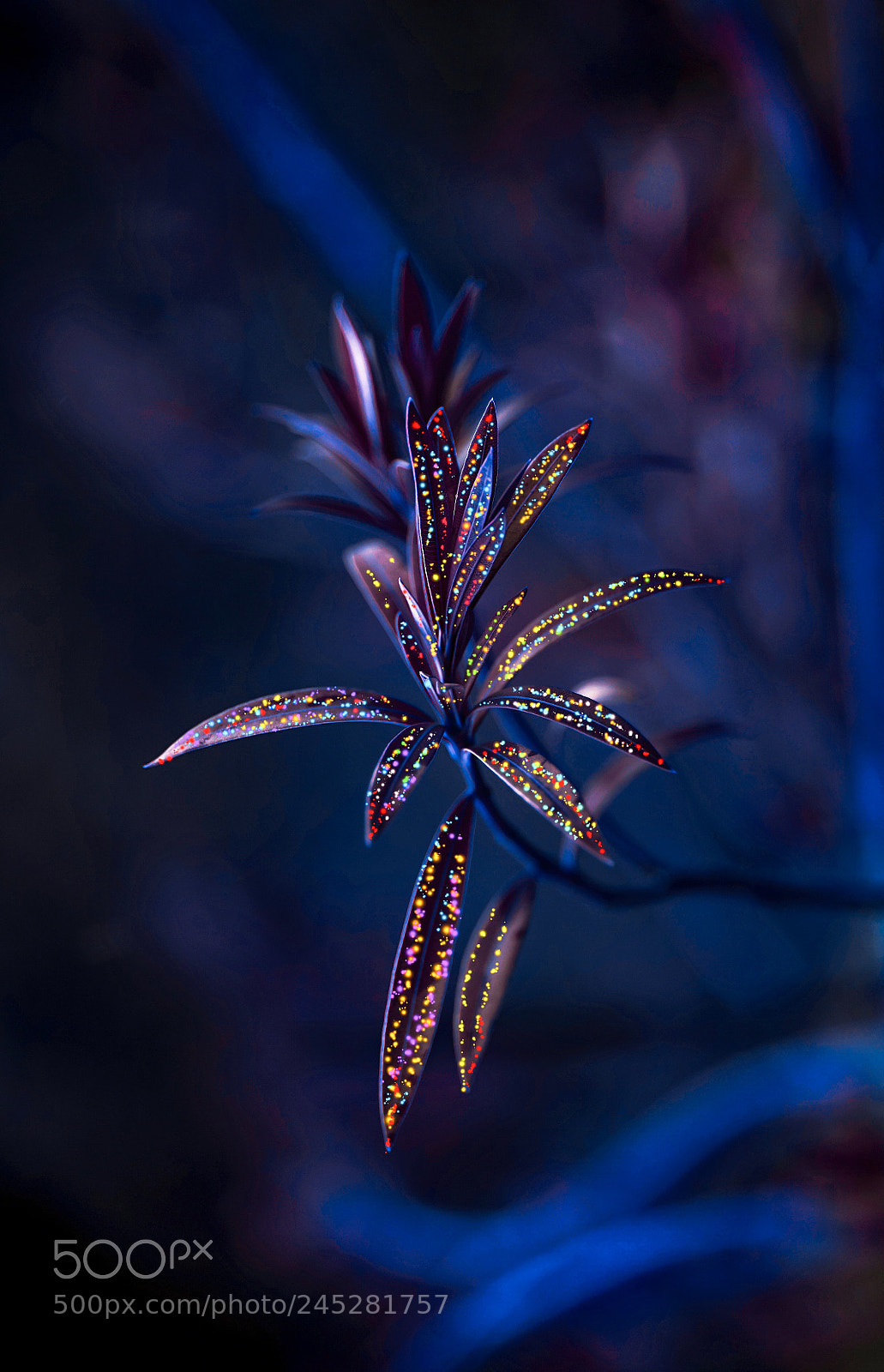 Sony a7R sample photo. Flower photography