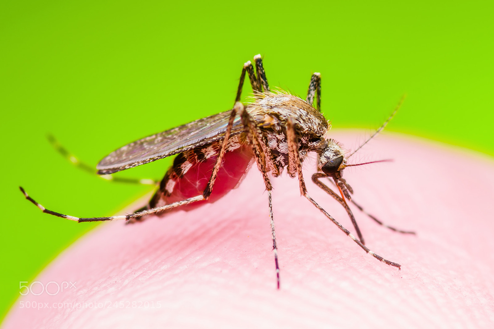 Pentax K-30 sample photo. Yellow fever, malaria or photography
