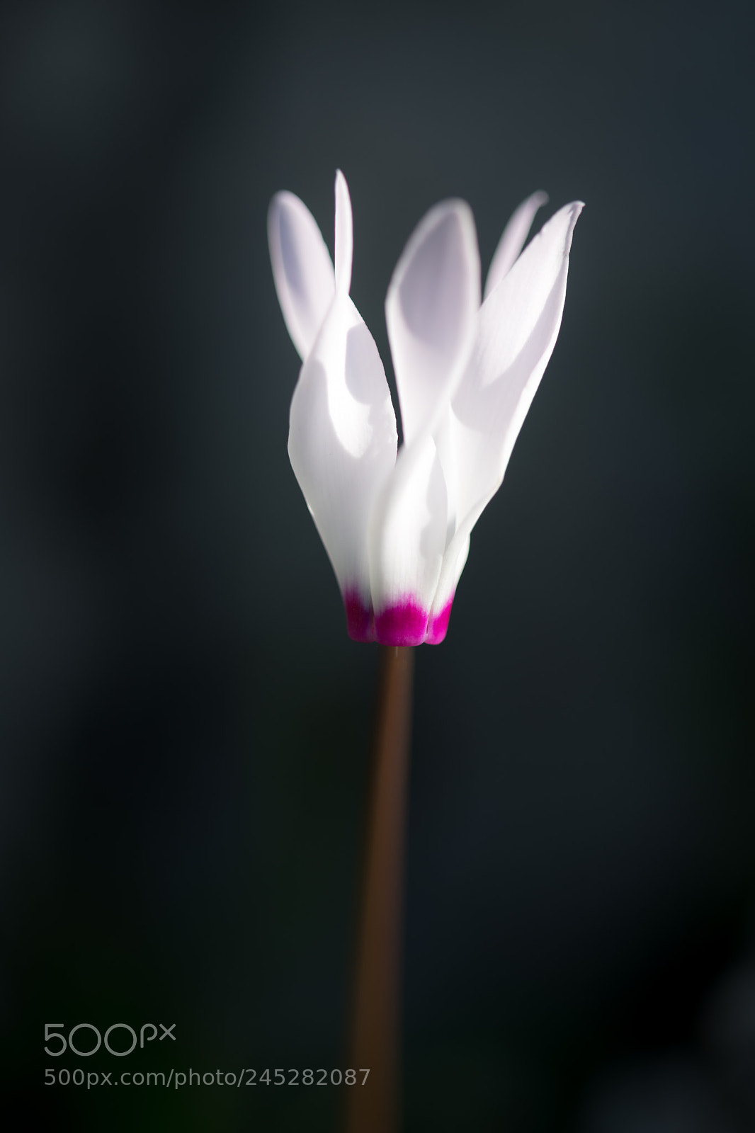 Nikon D850 sample photo. Miss cyclamen photography