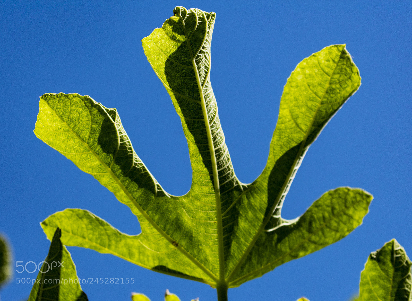 Nikon D3400 sample photo. Vivid ficus photography
