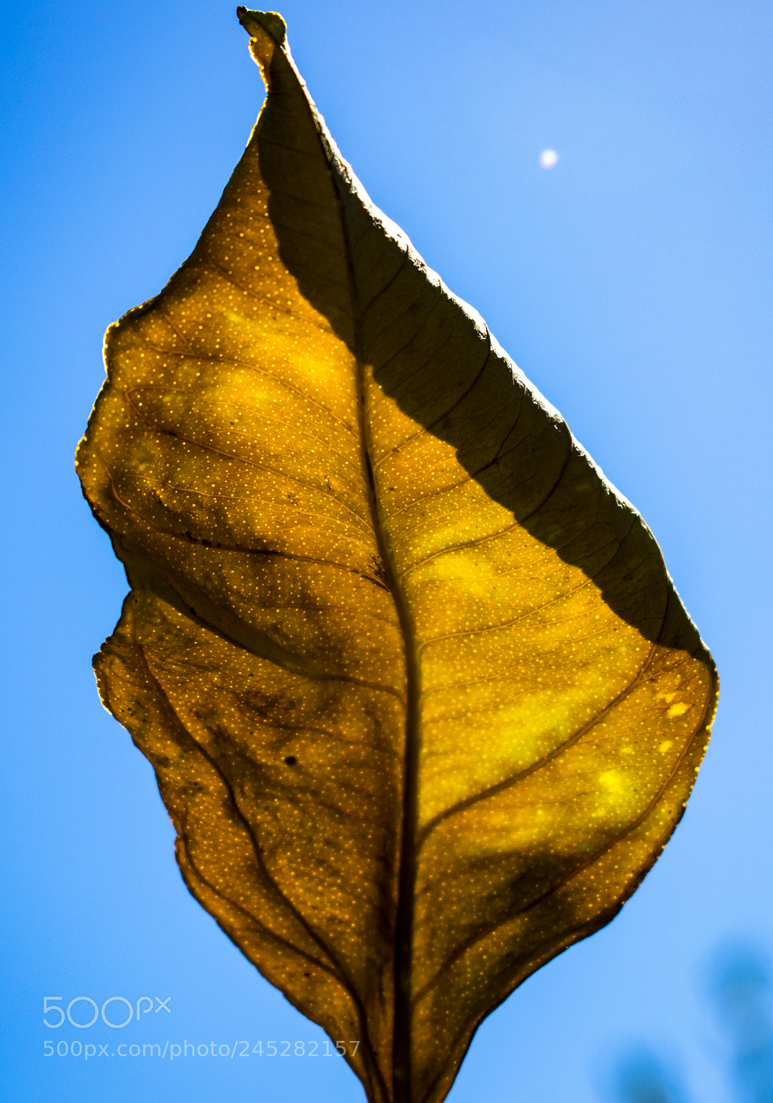 Nikon D3400 sample photo. Vibrant degeneracy photography
