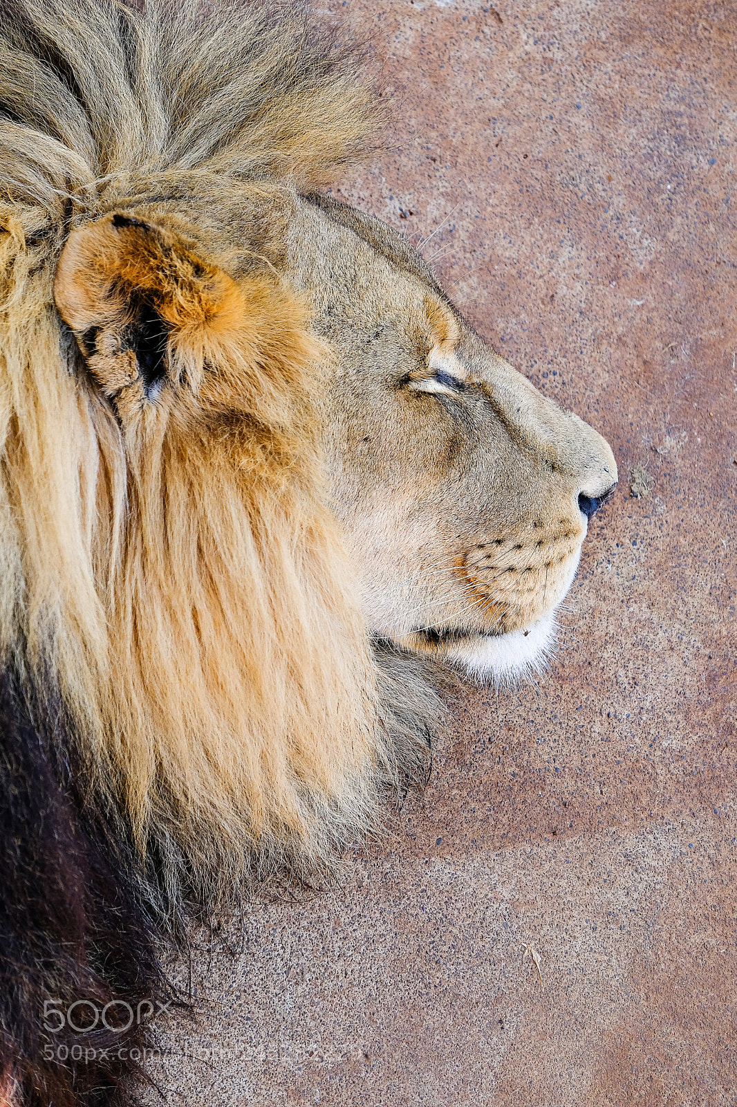 Fujifilm X-T20 sample photo. Sleepy lion photography