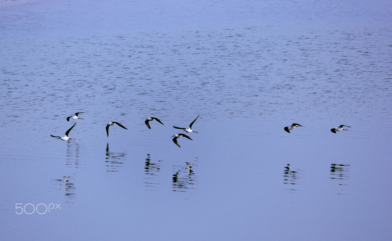 Canon EF-S 55-250mm F4-5.6 IS II sample photo. Flying birds photography