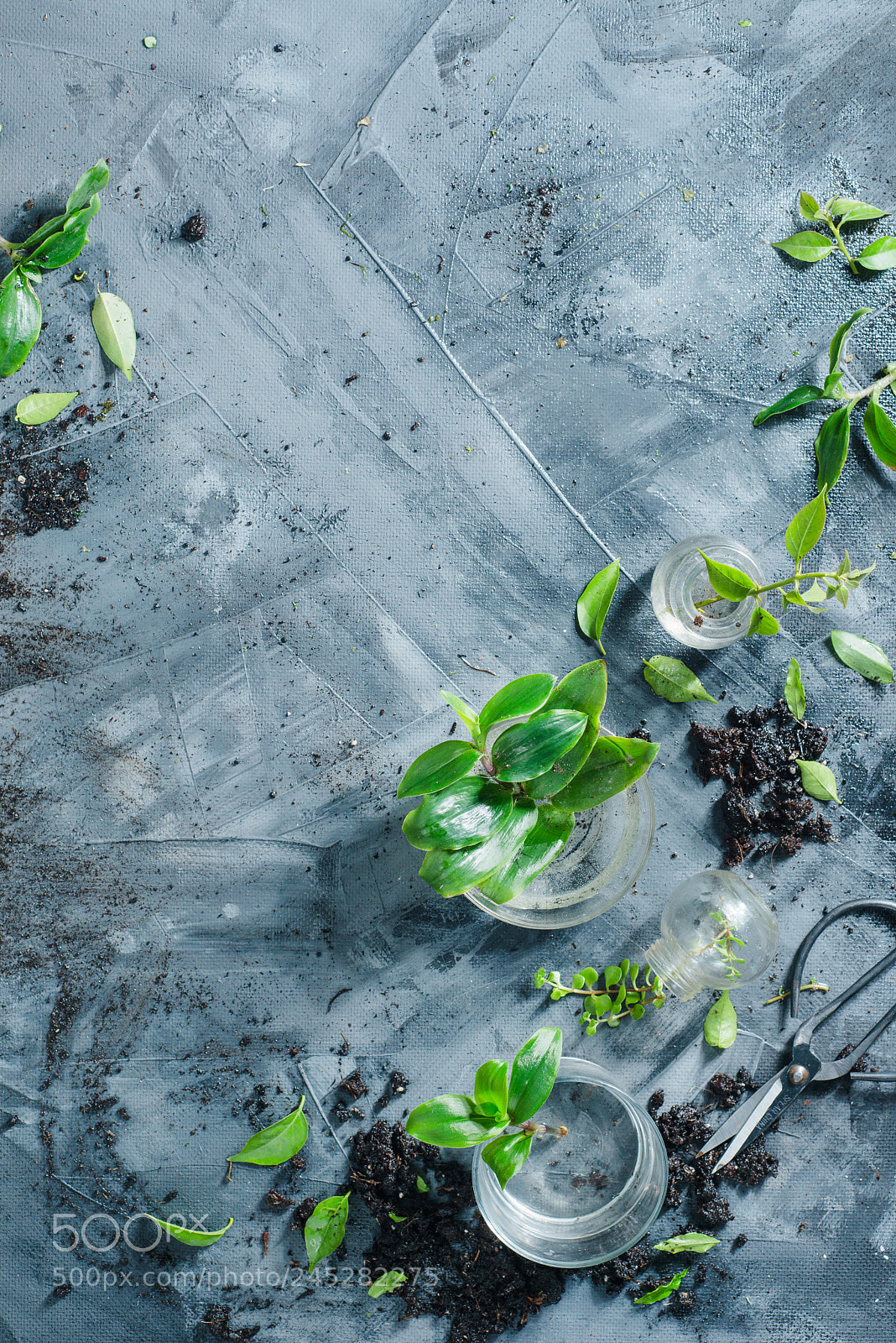Nikon D800 sample photo. Botanical still life with photography