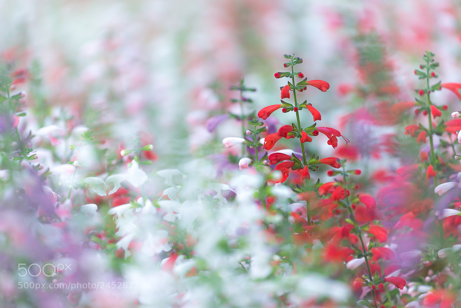Nikon D800E sample photo. Colorful background of flower photography