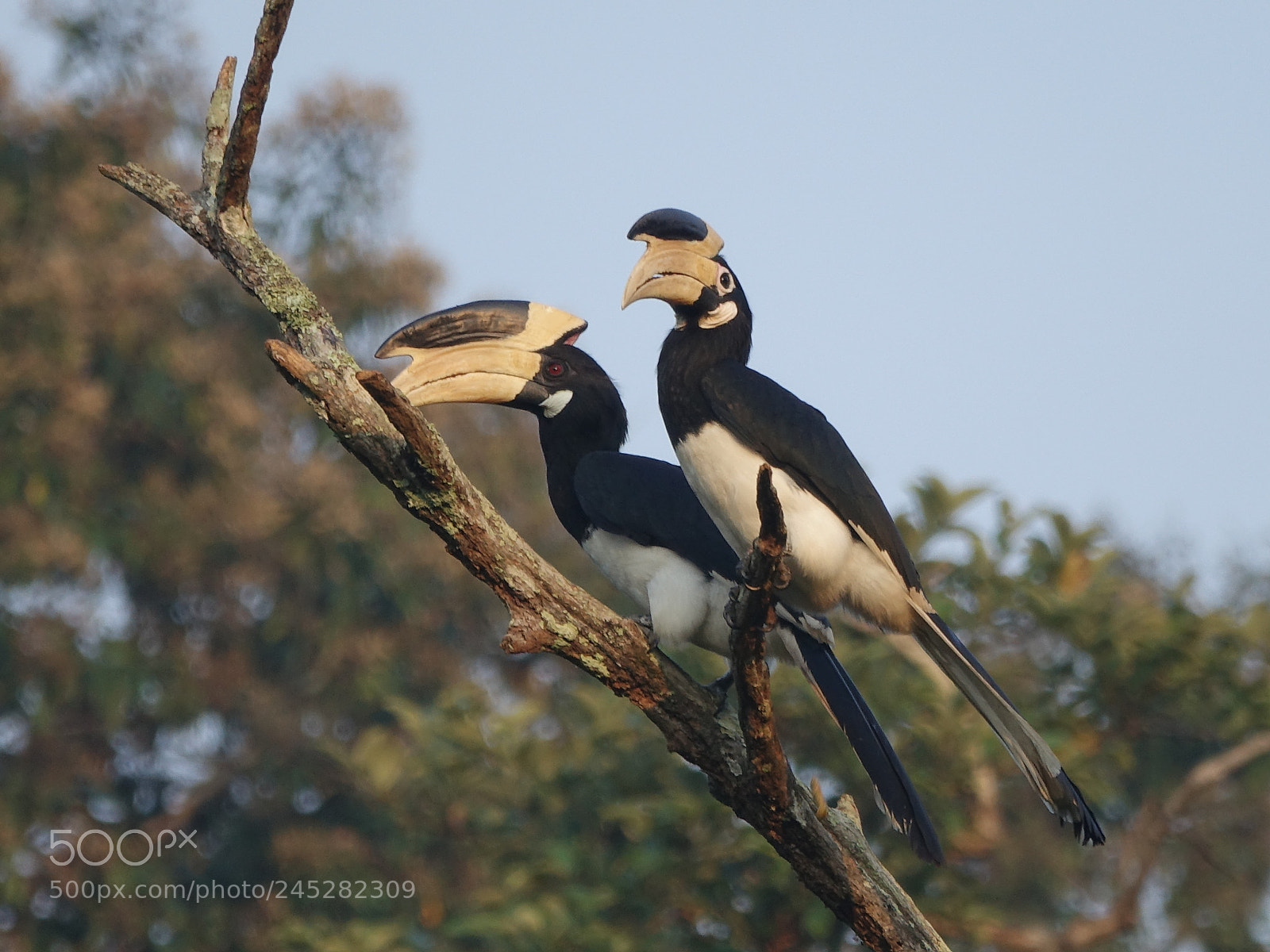 Sony Cyber-shot DSC-RX10 III sample photo. Pied hornbill photography