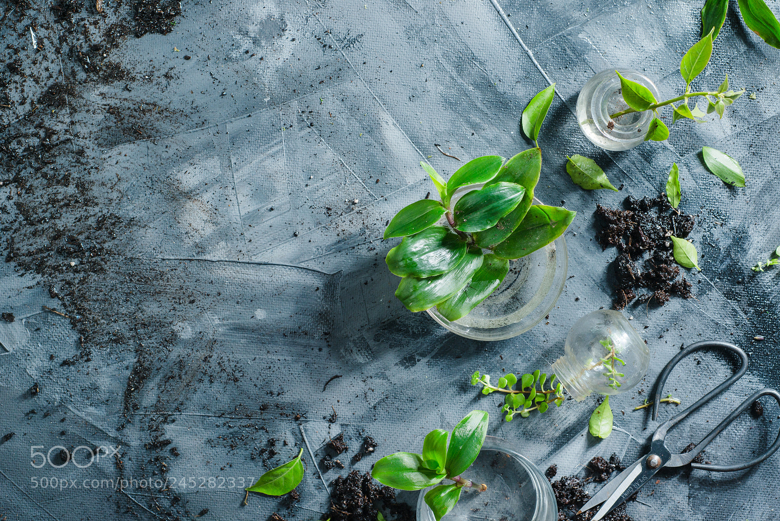 Nikon D800 sample photo. Green plants in glass photography