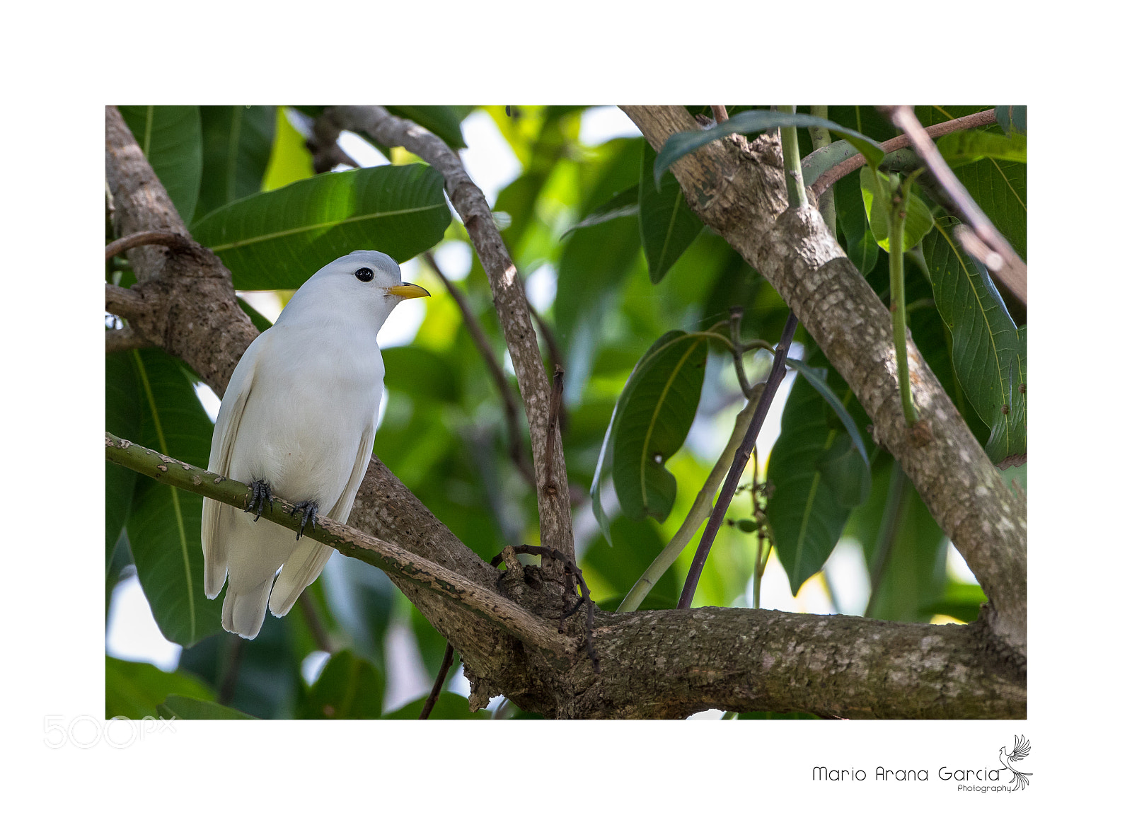 Canon EOS 7D Mark II sample photo. Yellow-billed cotinga photography