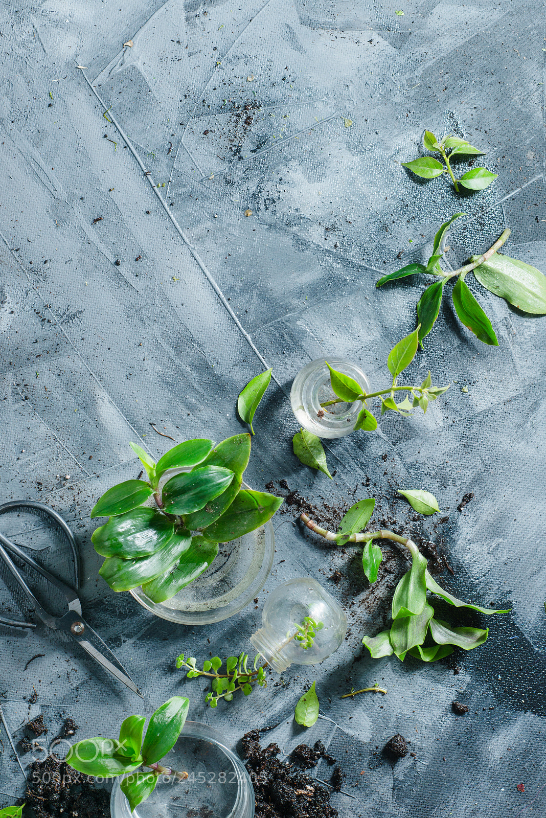 Nikon D800 sample photo. Overhead botanical still life photography