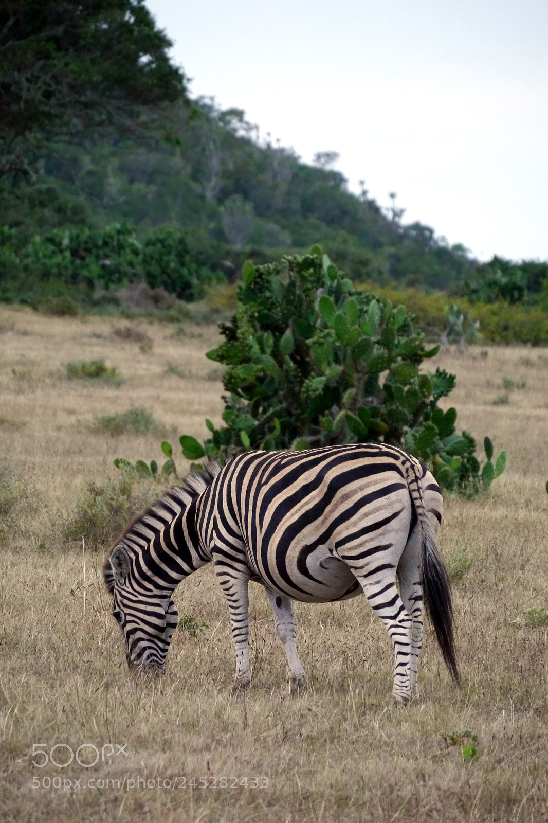 Panasonic Lumix DMC-G5 sample photo. Pregnant zebra in south photography
