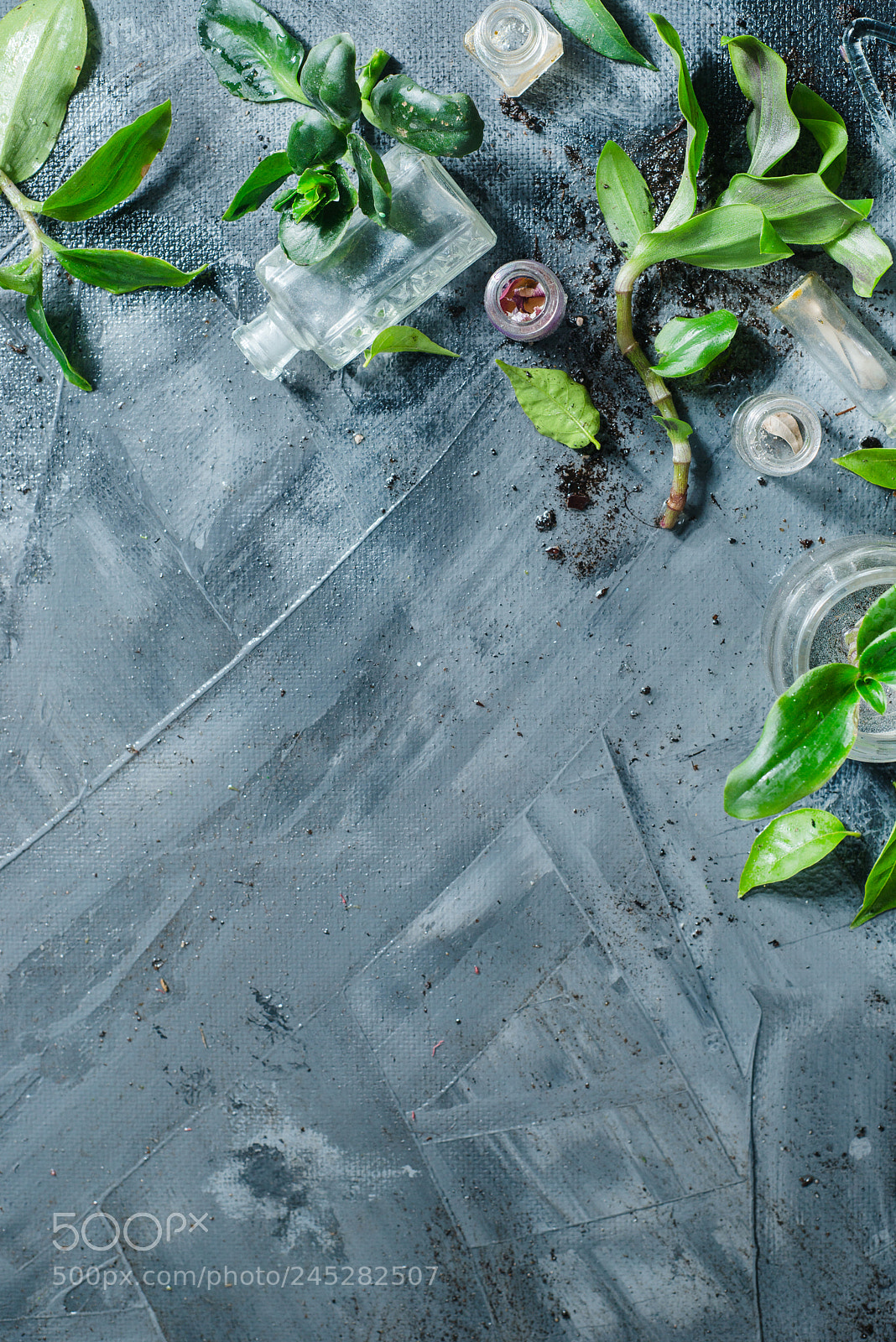Nikon D800 sample photo. Overhead botanical still life photography
