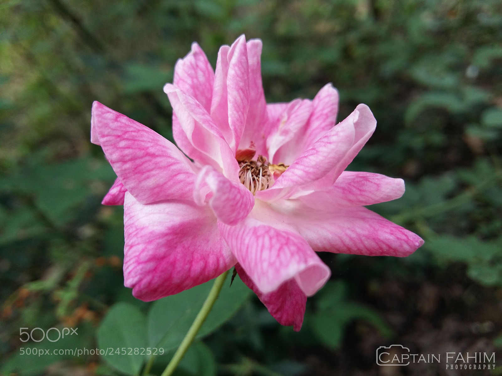 Samsung Galaxy A5 sample photo. Rose_20170408_115045 photography