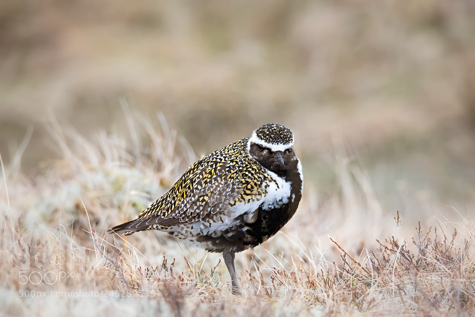Nikon D500 sample photo. Gold plover (pluvialis apricaria) photography