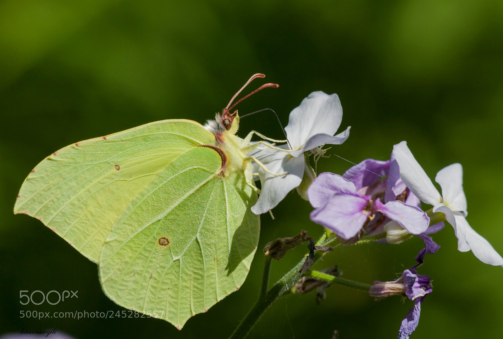 Canon EOS 50D sample photo. Orakkanat/gonepteryx rhamni photography
