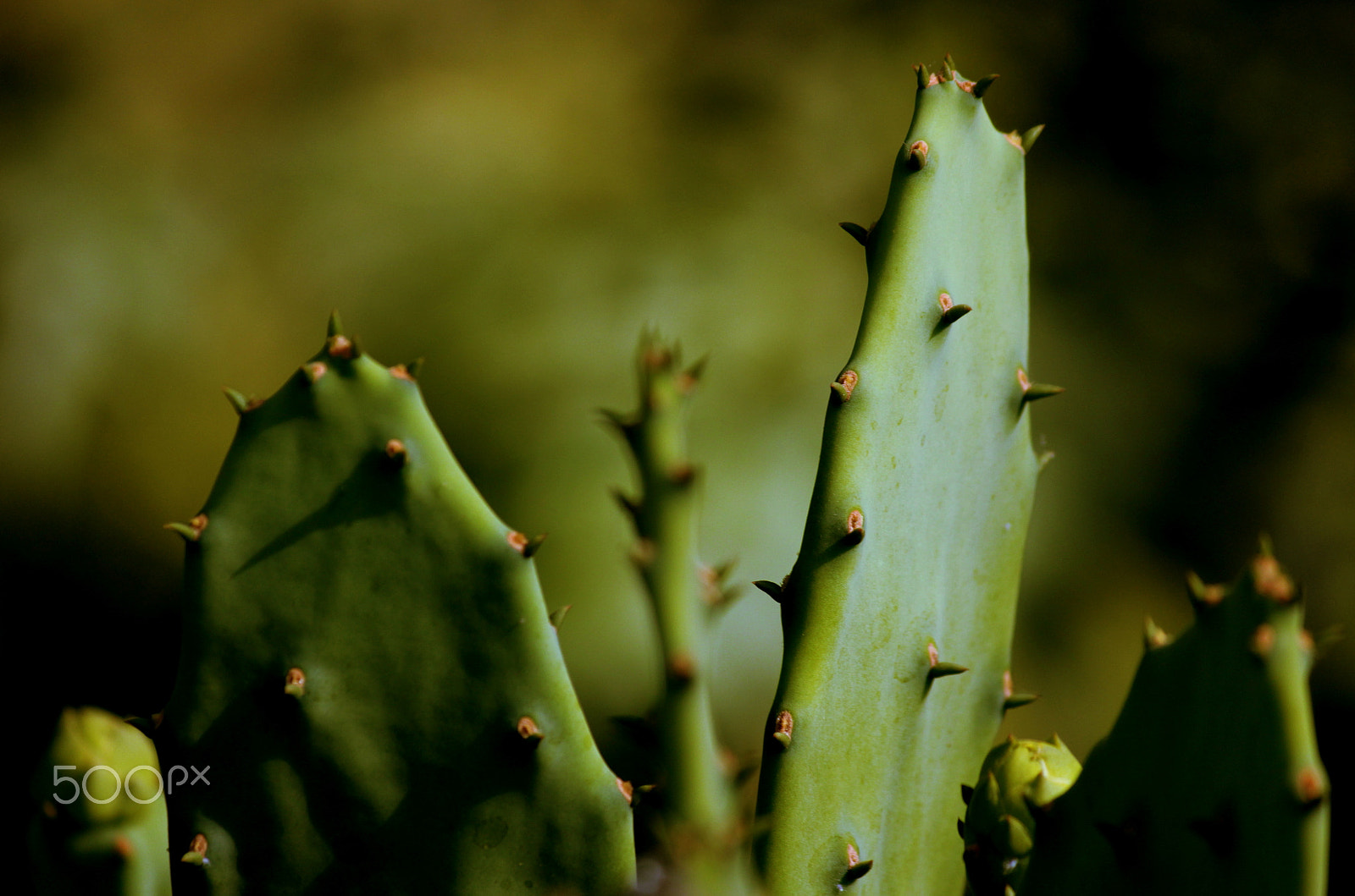 Canon EF-S 55-250mm F4-5.6 IS II sample photo. Cactus photography
