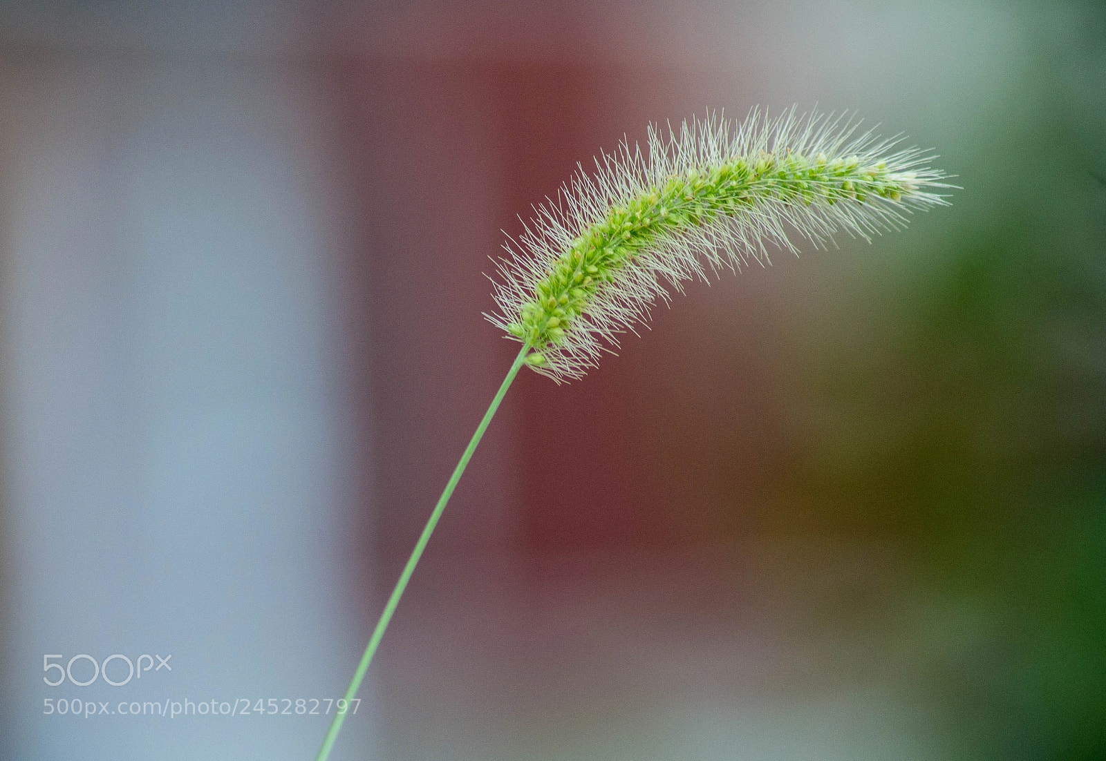 Nikon D3100 sample photo. нежность photography