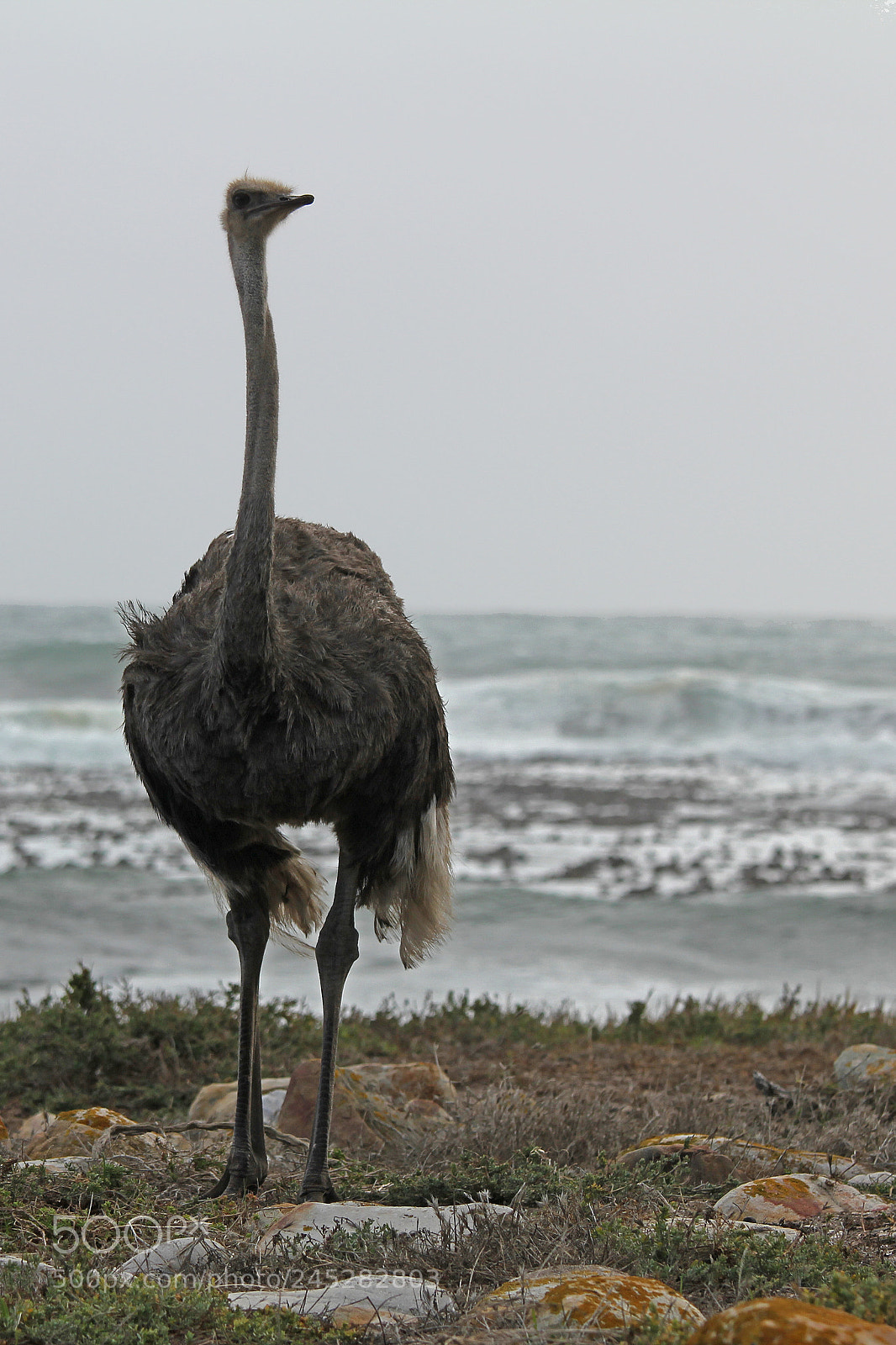 Canon EOS 550D (EOS Rebel T2i / EOS Kiss X4) sample photo. Ostrich (struthio camelus) photography