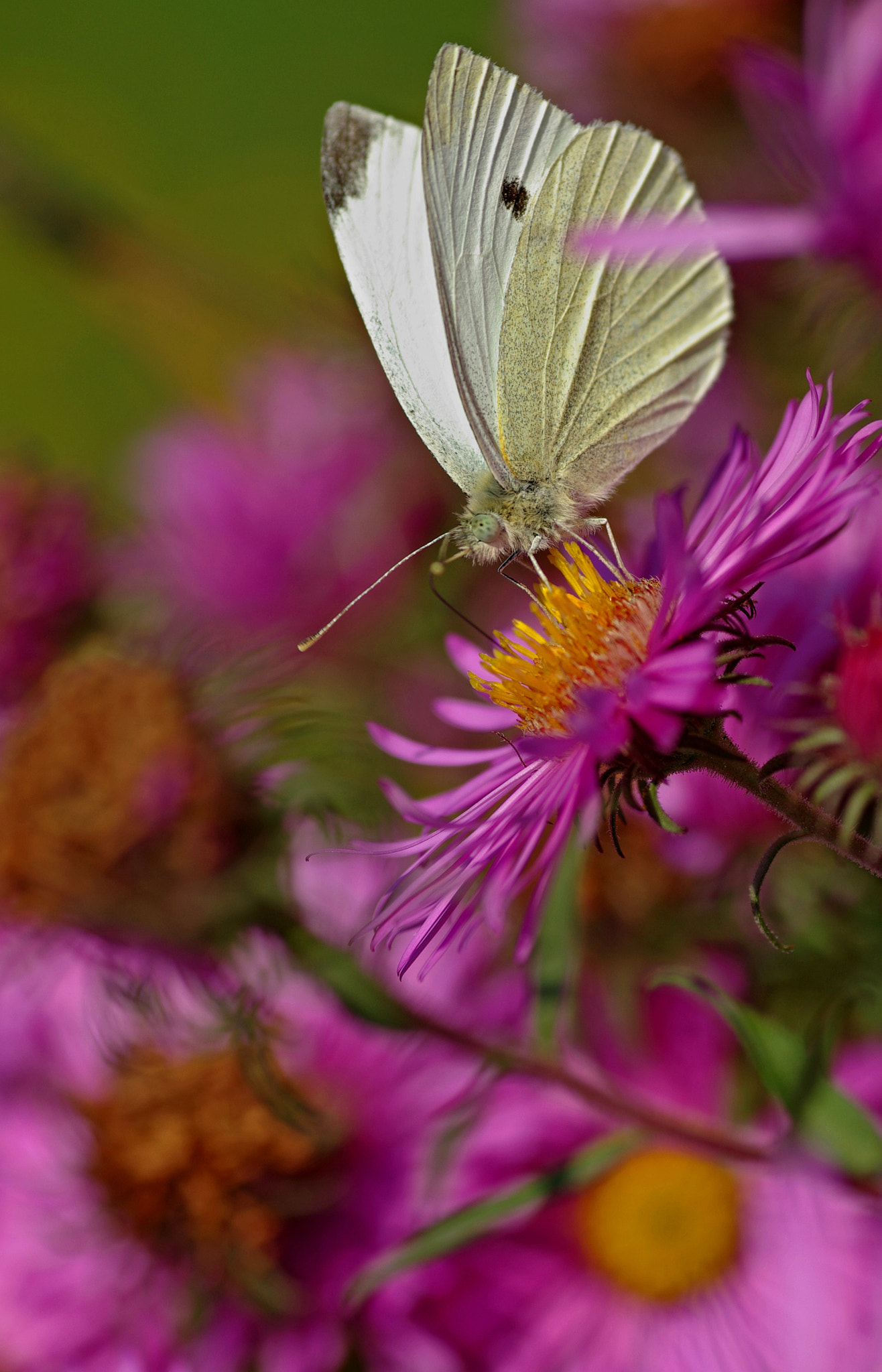 Pentax K10D + Tamron SP AF 90mm F2.8 Di Macro sample photo. Foto in austria photography