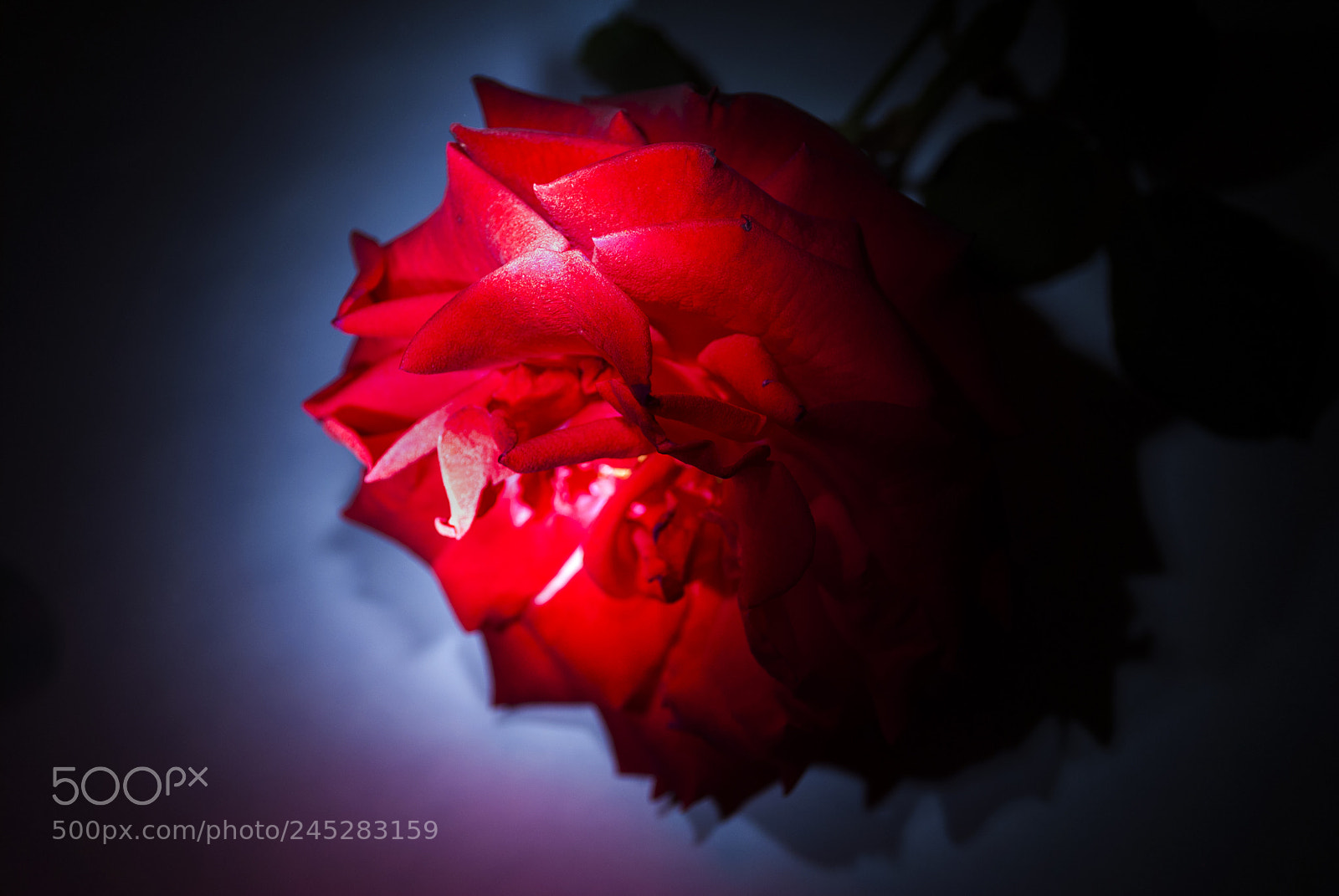 Nikon D3000 sample photo. Rose, symbol of love photography
