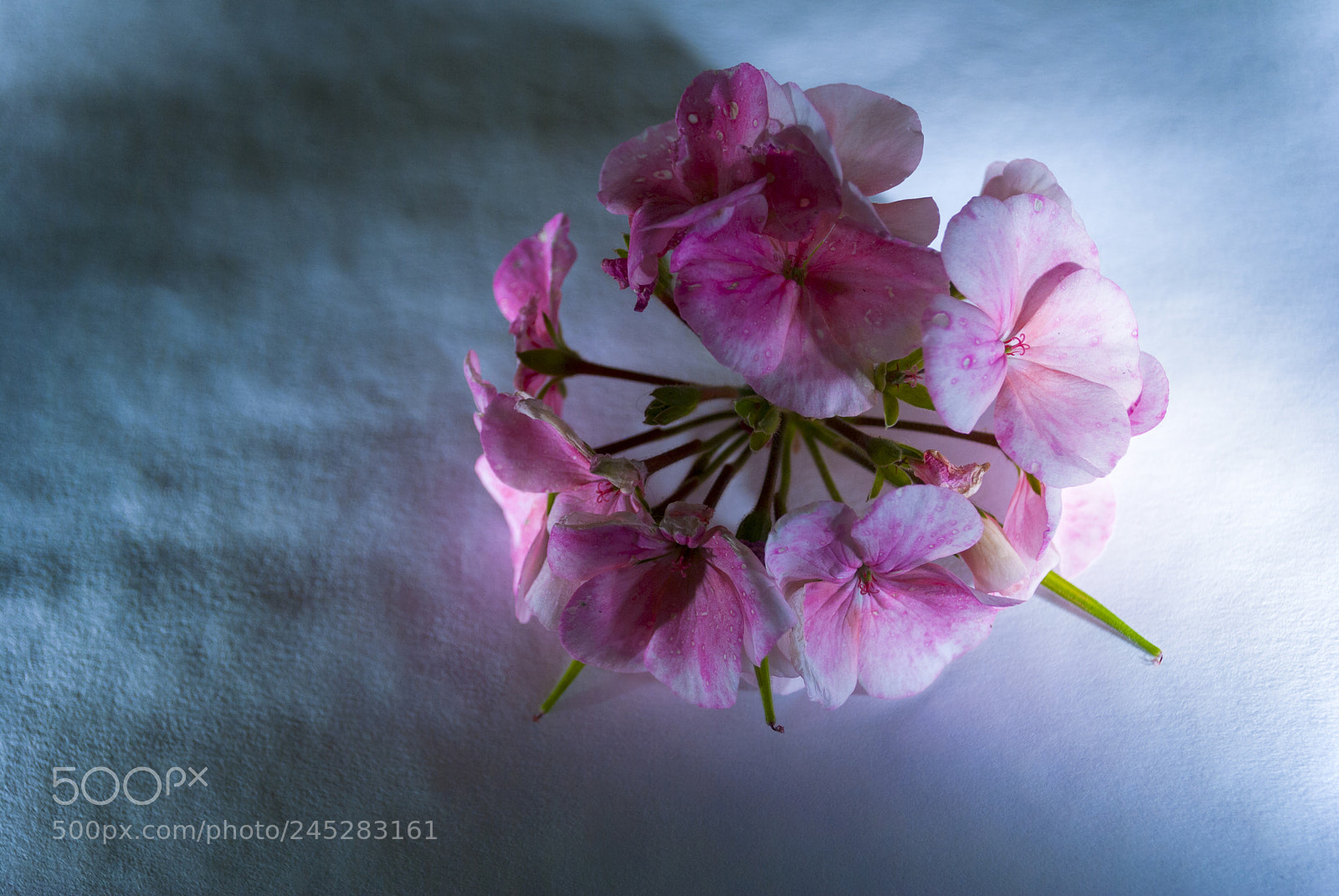Nikon D3000 sample photo. Branch of spring blossom photography