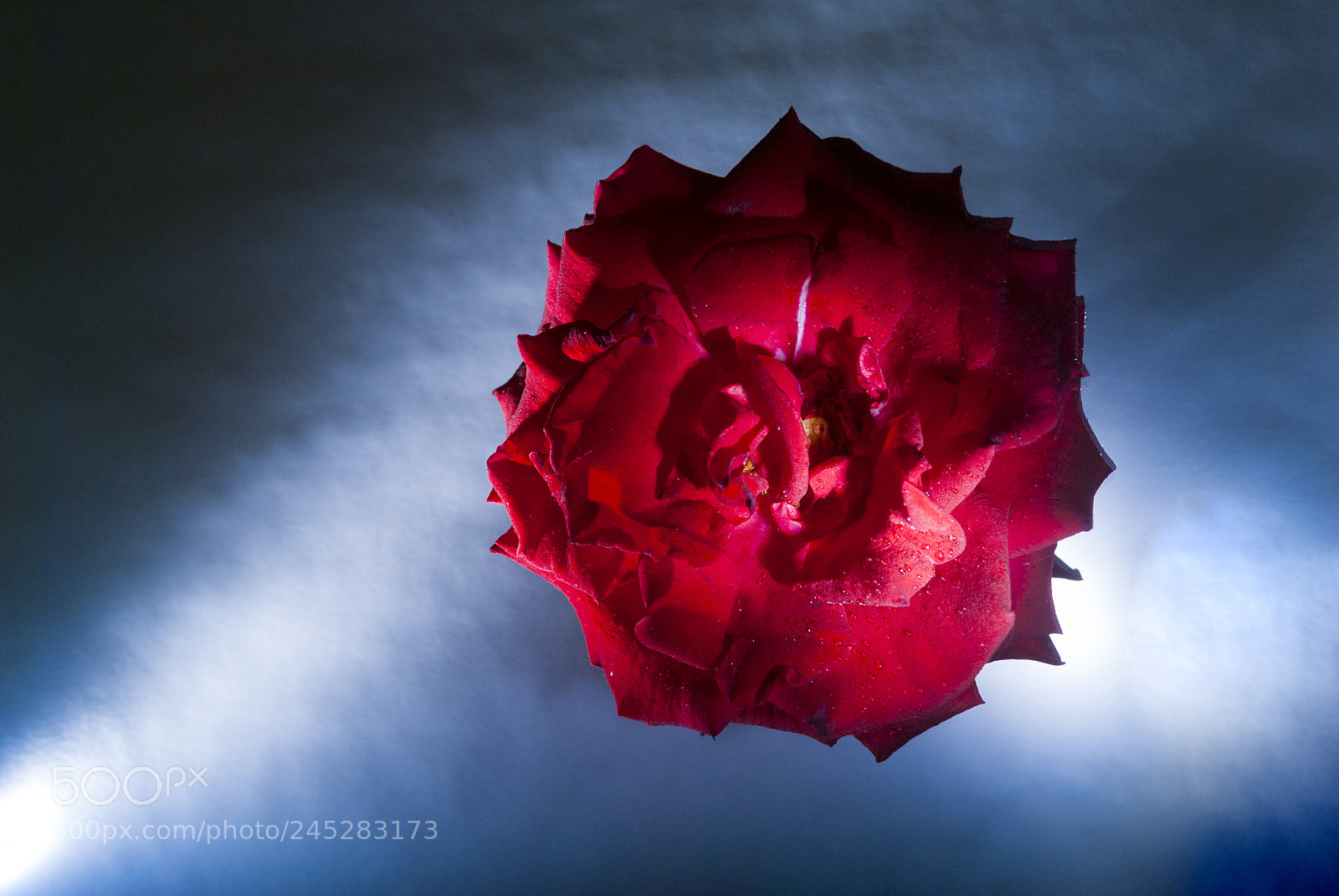 Nikon D3000 sample photo. Rose, symbol of love photography