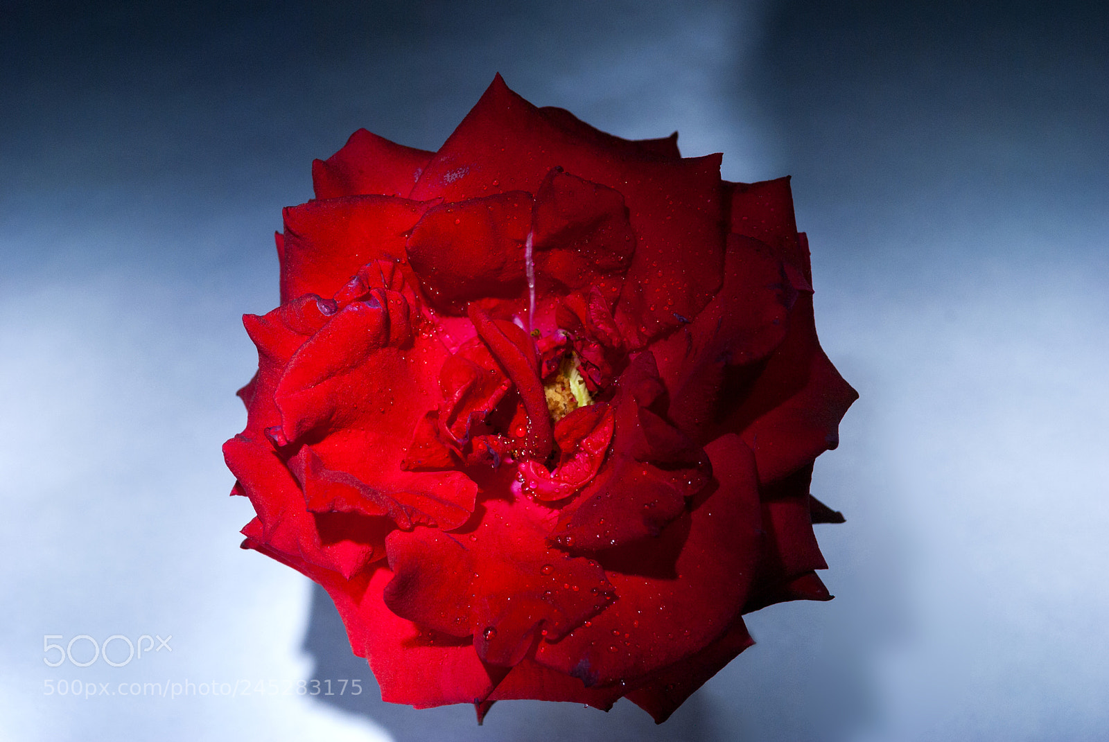 Nikon D3000 sample photo. Rose, symbol of love photography