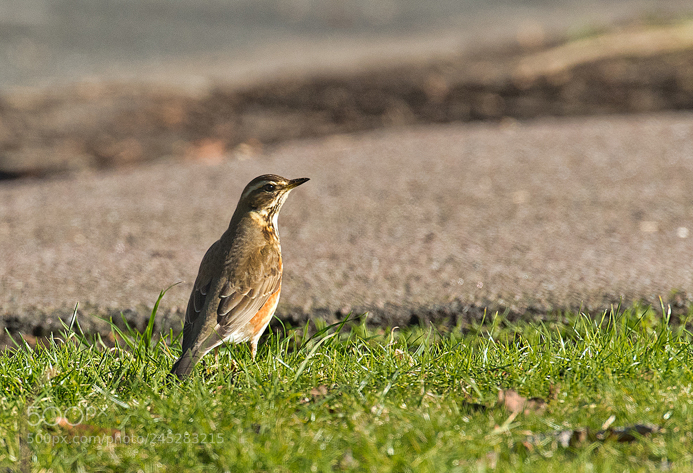 Nikon D500 sample photo. Red wing photography