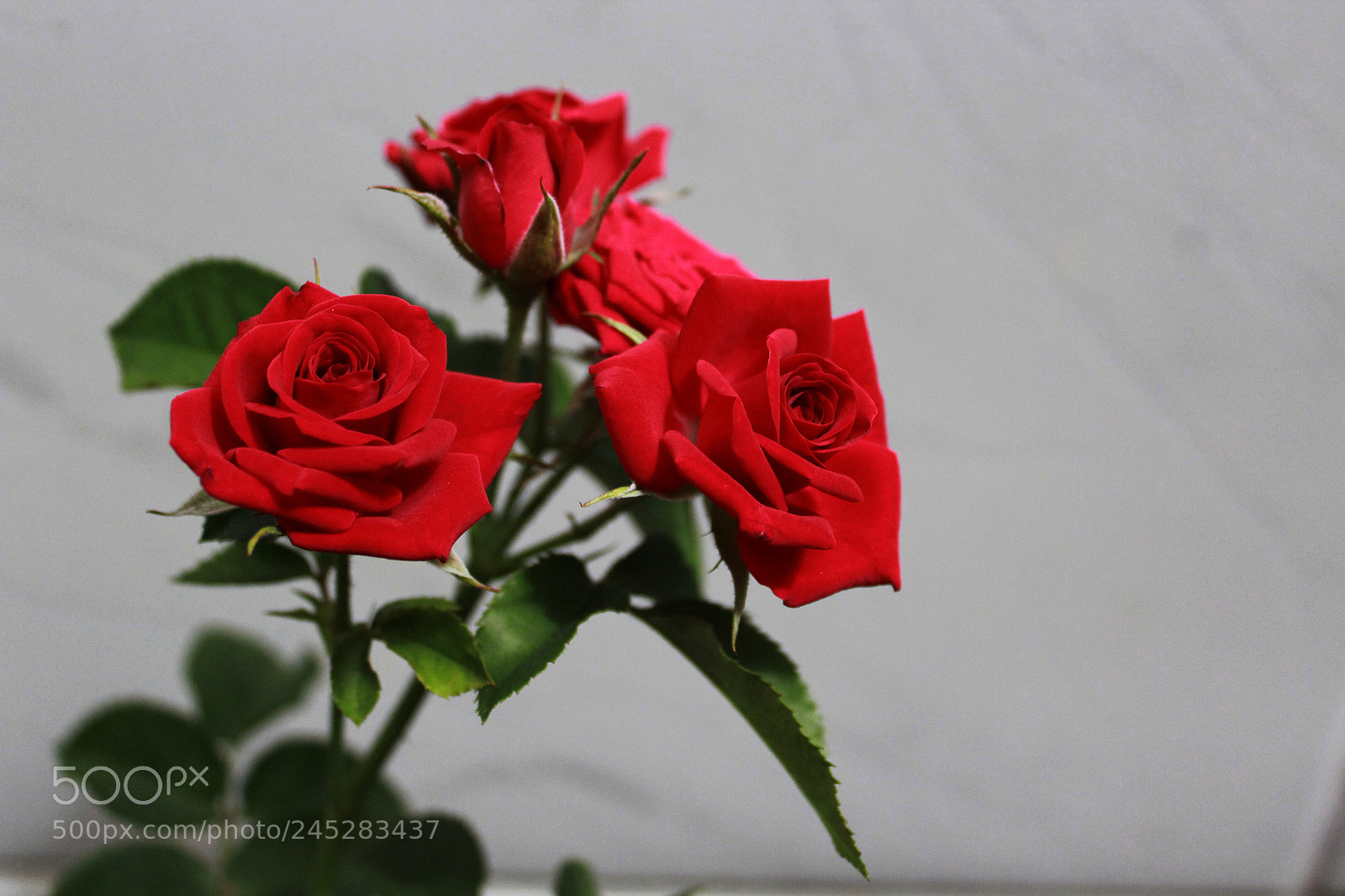 Canon EOS 1200D (EOS Rebel T5 / EOS Kiss X70 / EOS Hi) sample photo. Untitled photography