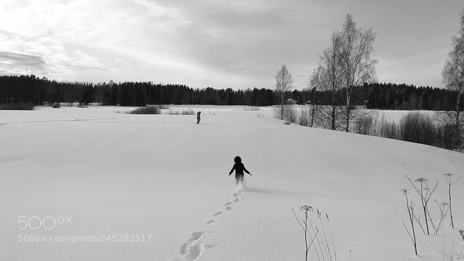 HUAWEI Honor 8 sample photo. Winter landscape photography