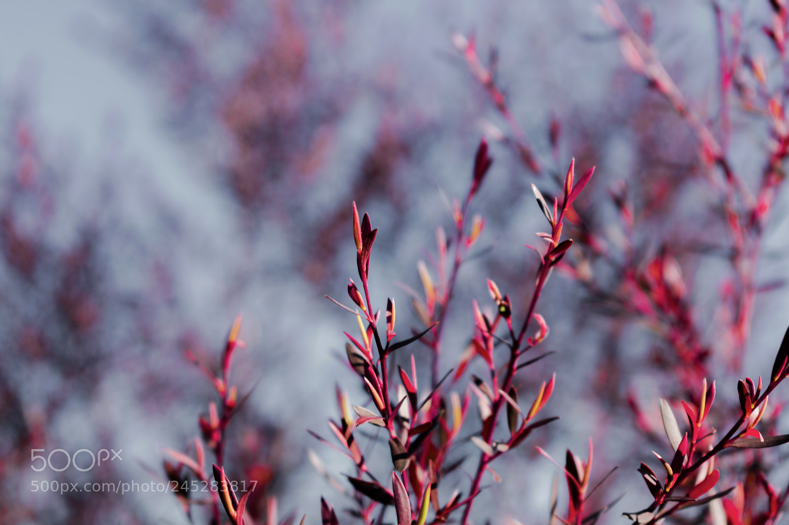 Nikon D3400 sample photo. Scarlet stem photography