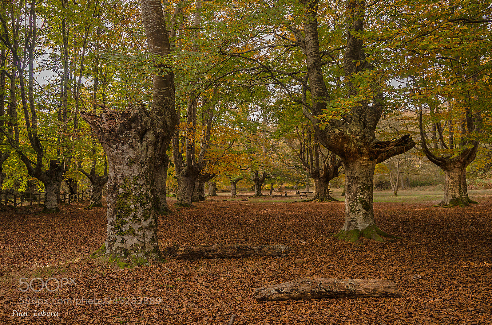 Nikon D5100 sample photo. Paraisos de otoño. photography