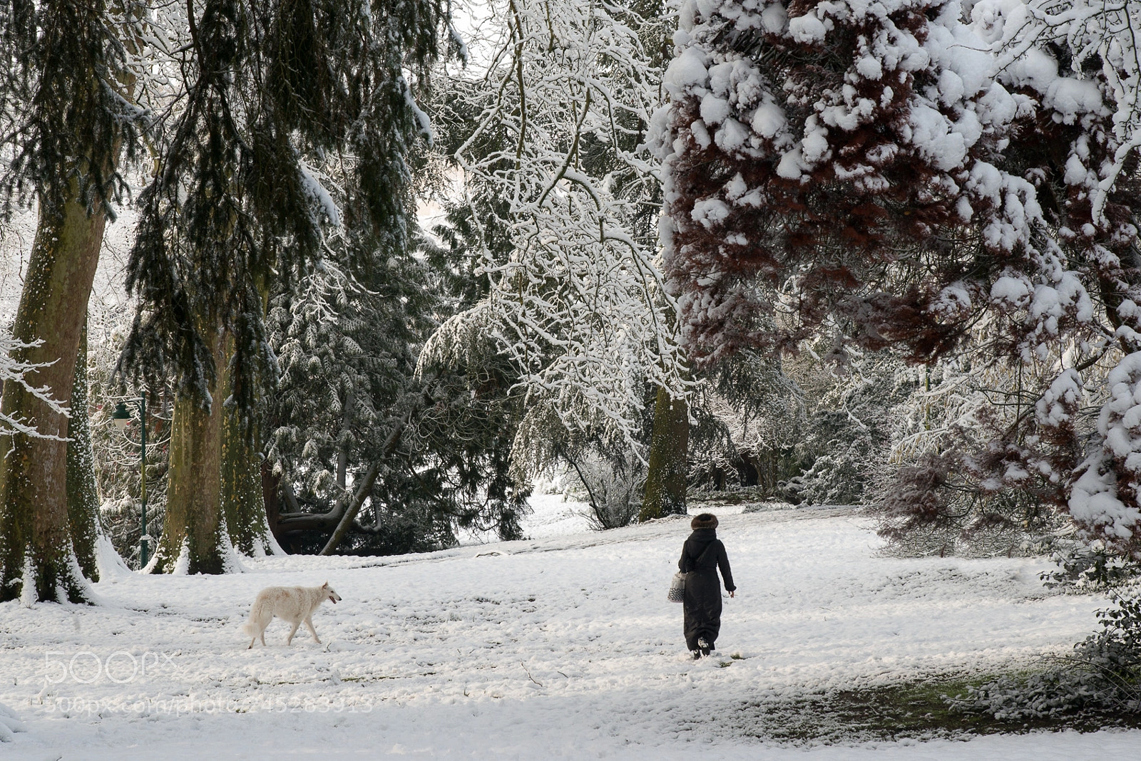 Nikon D800 sample photo. Faux loup et vraie photography