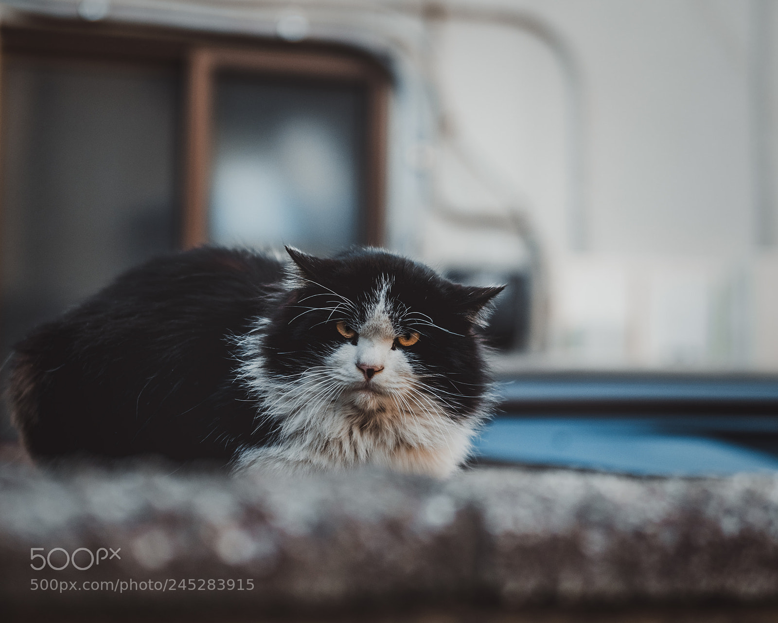 Sony a7R III sample photo. Face of intimidation2 photography