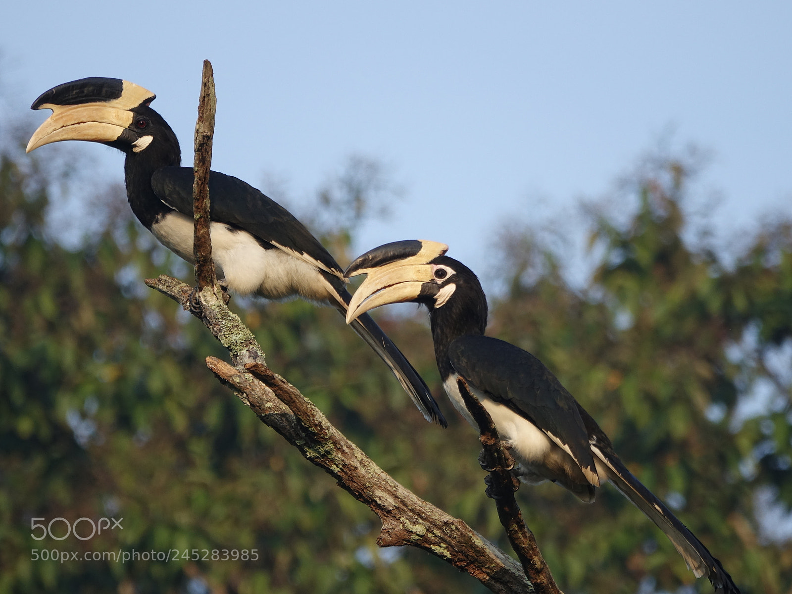 Sony Cyber-shot DSC-RX10 III sample photo. Pied hornbill photography